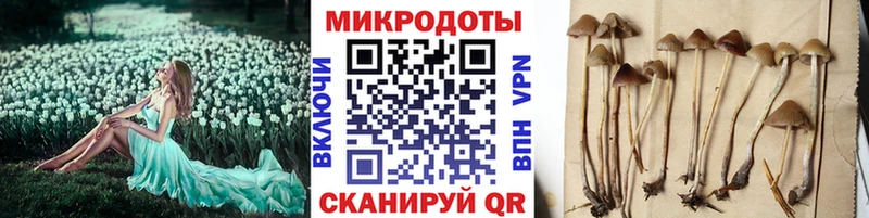Псилоцибиновые грибы мицелий Дорогобуж